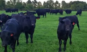 A Farmer Is On The Hill Top With His Herd