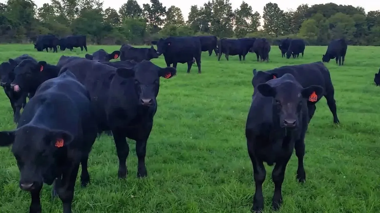 A Farmer Is On The Hill Top With His Herd