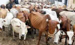 National Kamdhenu Breeding Centres