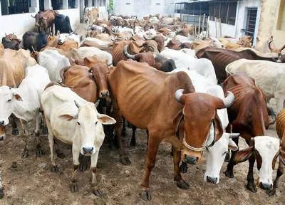 National Kamdhenu Breeding Centres