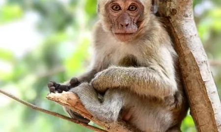 A Monkey Is Sitting In A Tree