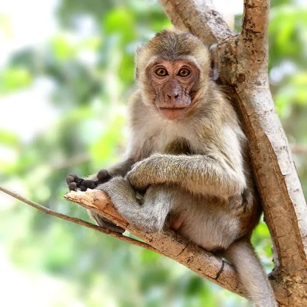 A Monkey Is Sitting In A Tree
