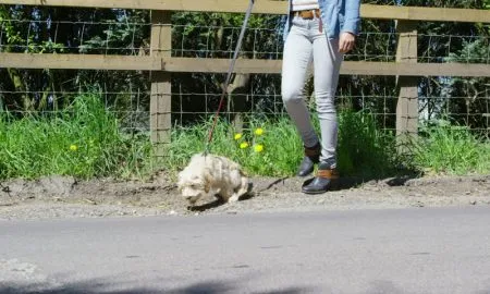 A Young Man Takes A Walk On The Country Side