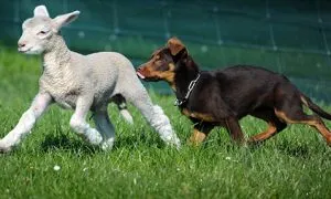 Lambs And Dogs