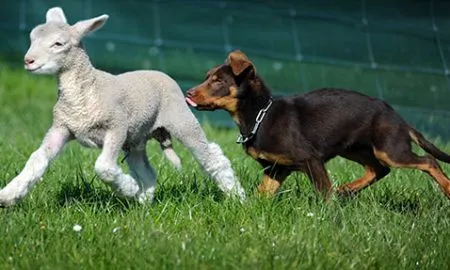 Lambs And Dogs