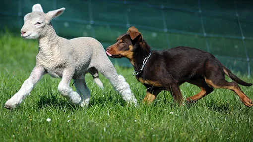 lambs and dogs