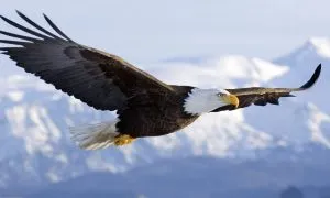 Ducks Quack Eagles Soar