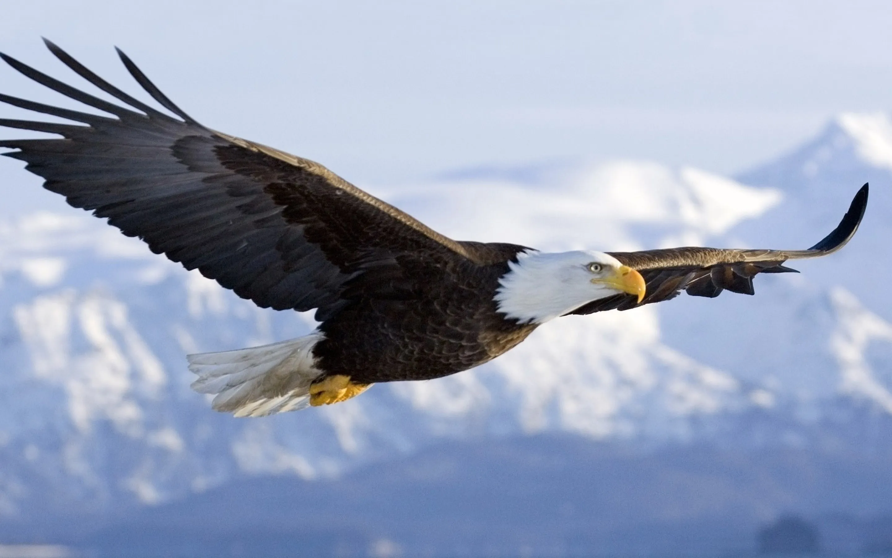 Ducks Quack, Eagles Soar