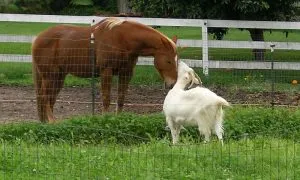 Horse And A Goat