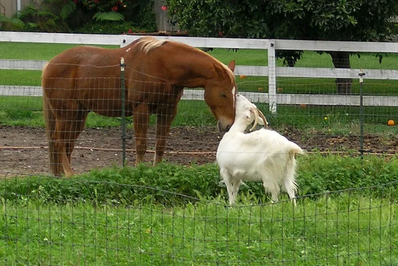 Horse And A Goat