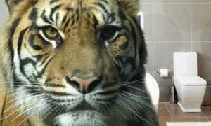 Kaizen Story Tiger In The Toilet