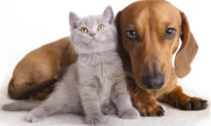 Dog And Cat