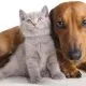 Dog And Cat
