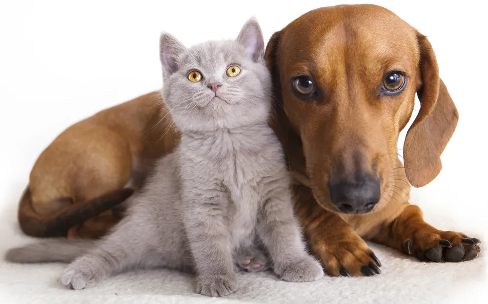 dog and cat