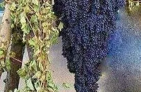 E8fb47e0 Ae87 4d6e B1fb Dd57972800c3