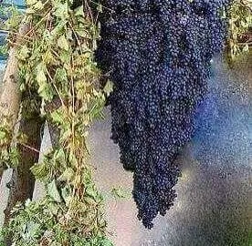 E8fb47e0 Ae87 4d6e B1fb Dd57972800c3