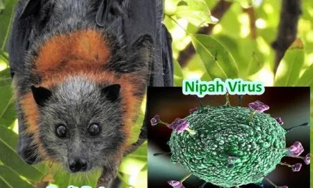 Nipah Virus