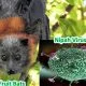 Nipah Virus