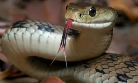 The Snake And The The Saw