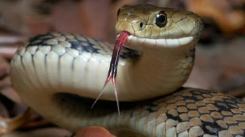 The Snake And The The Saw