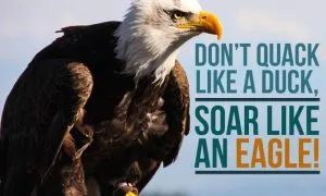 Ducks Quack Eagles Soar