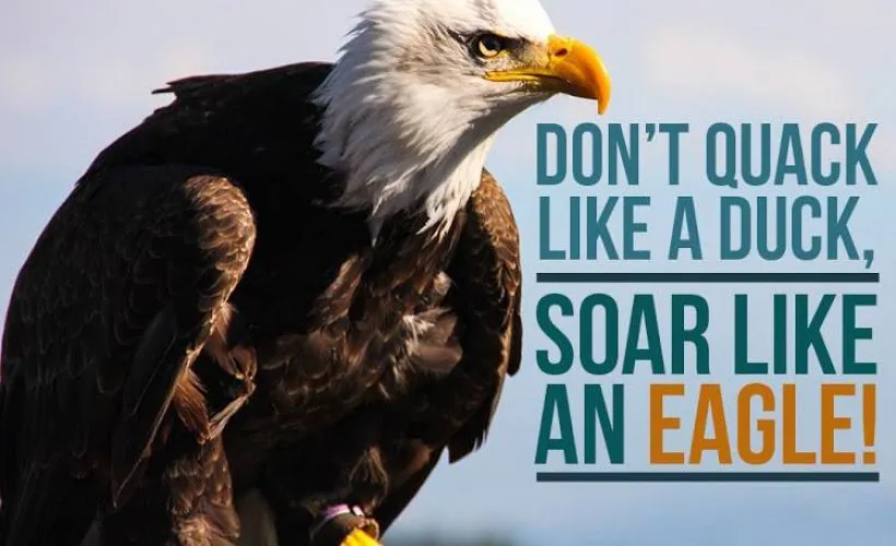 Ducks Quack Eagles Soar