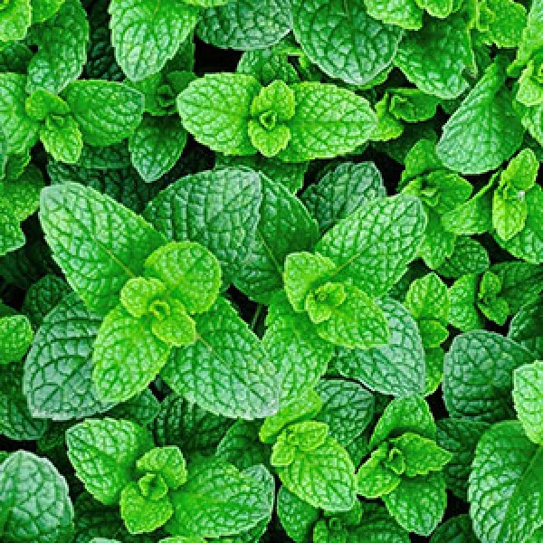 Mint Drops
