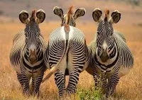 A697a89d9aa93a3441bf5e131b26f4c7