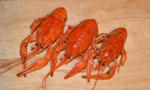 Lobster Recipes