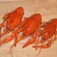 Lobster Recipes