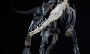Allosaurus LittleAl 2