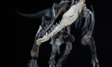 Allosaurus LittleAl 2