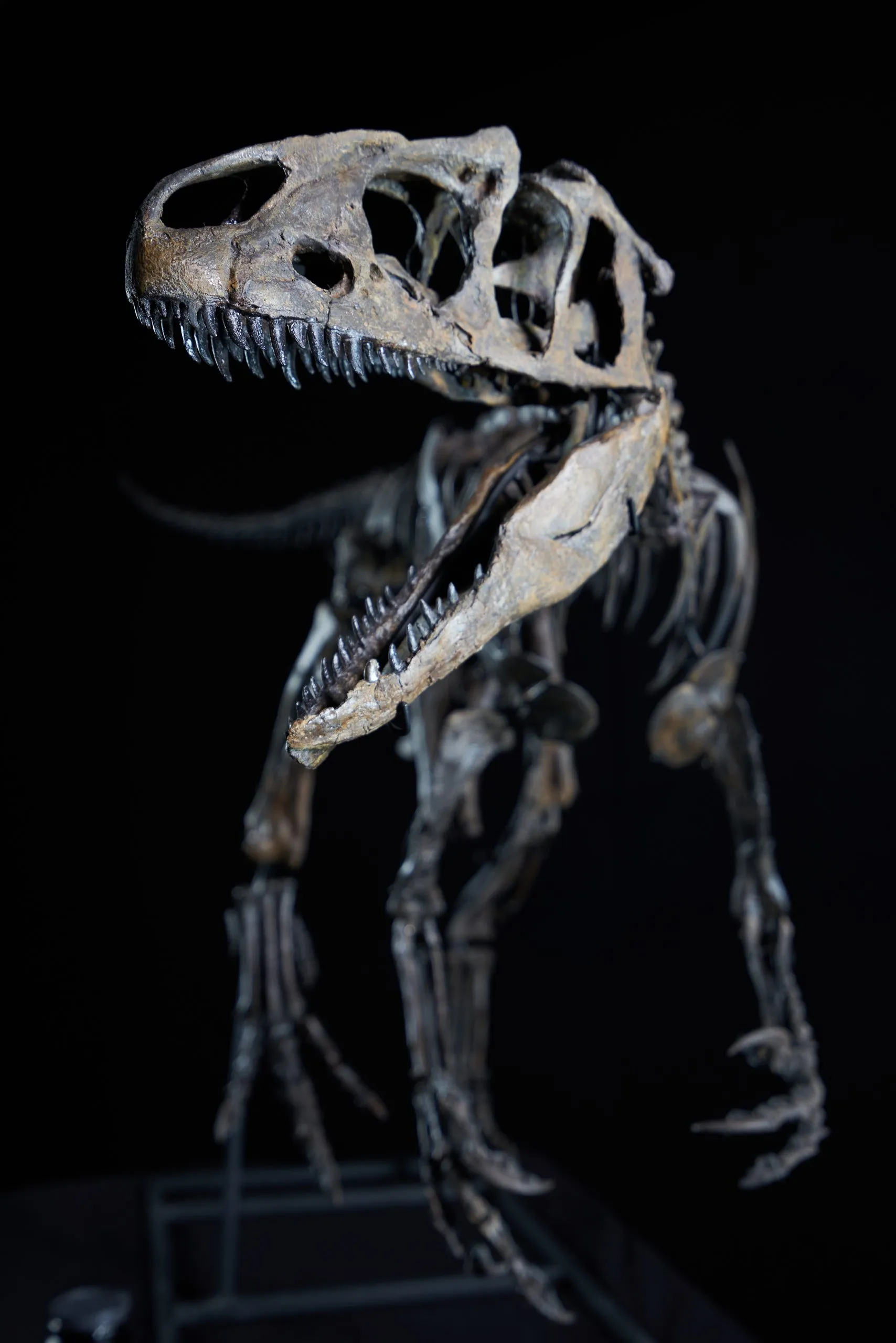 Allosaurus LittleAl 2 Scaled
