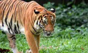 Malayan Tiger