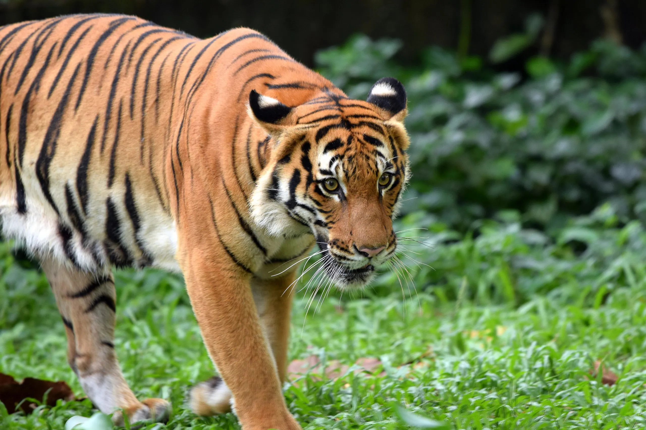 Malayan-Tiger