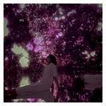 200123 Floating In The Falling Universe Of Flowers Sakura