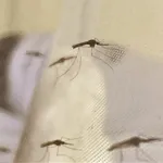 Mosquitoes In Bugesera District2C Rwanda