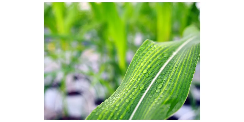 Syngenta_Biologicals-1