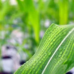 Syngenta Biologicals