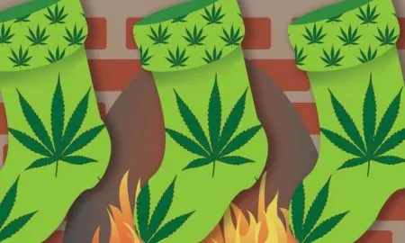 Cannabis Connoisseur