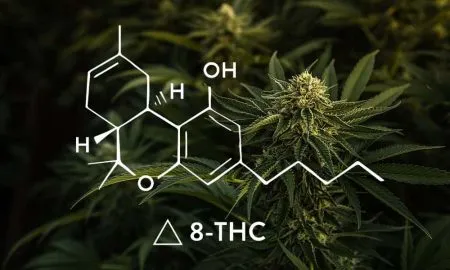 Delta 8 1
