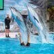 Dubai Dolphinarium