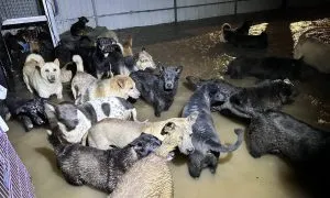 HONG KONG DOG RESCUE