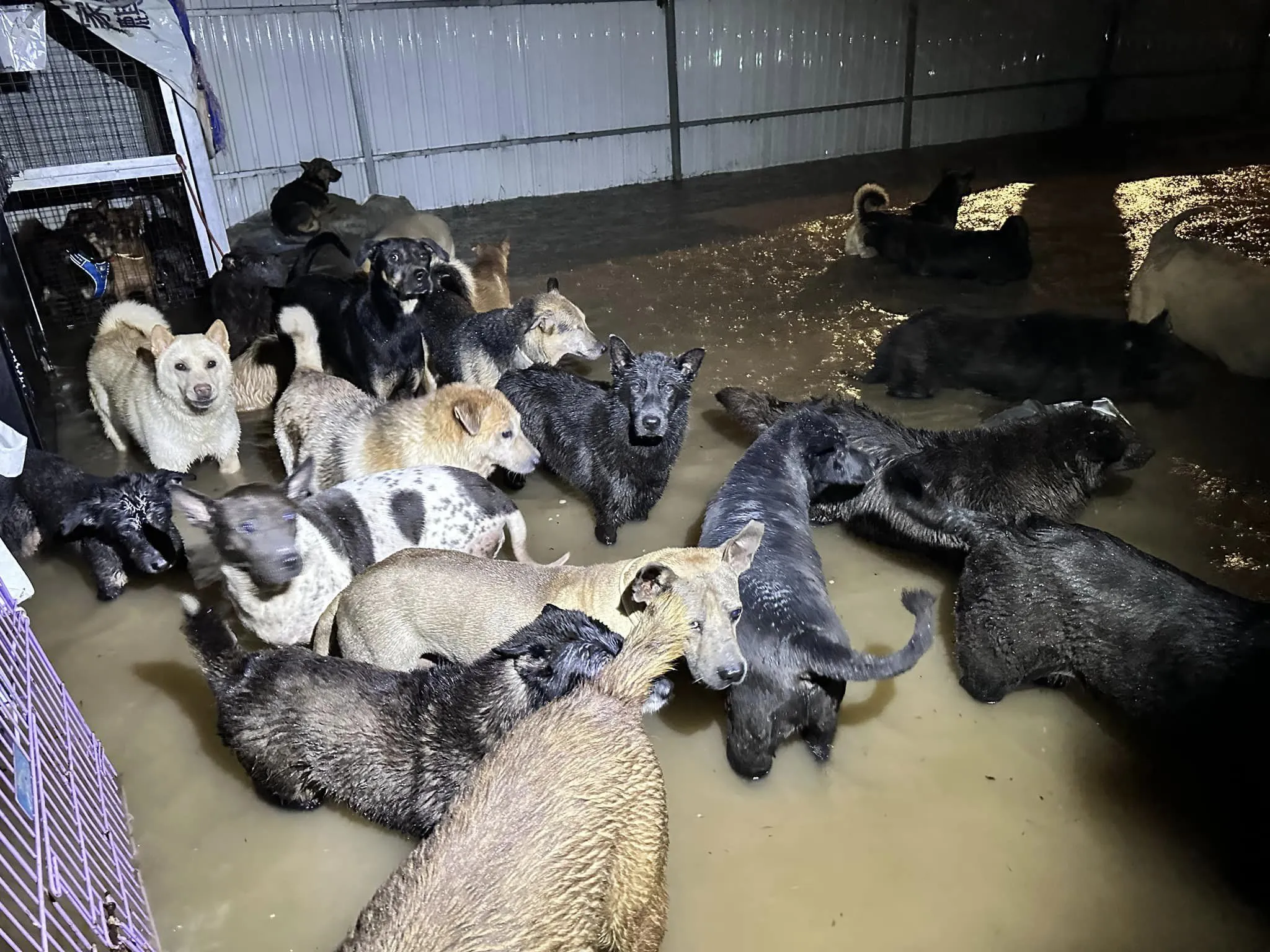 HONG KONG DOG RESCUE