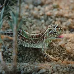 61396.Vic GEDS 42 28129