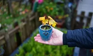 How To Choose Containers Garden 5198107 07 1308c40c34884cbda9fcd9c86a14d827