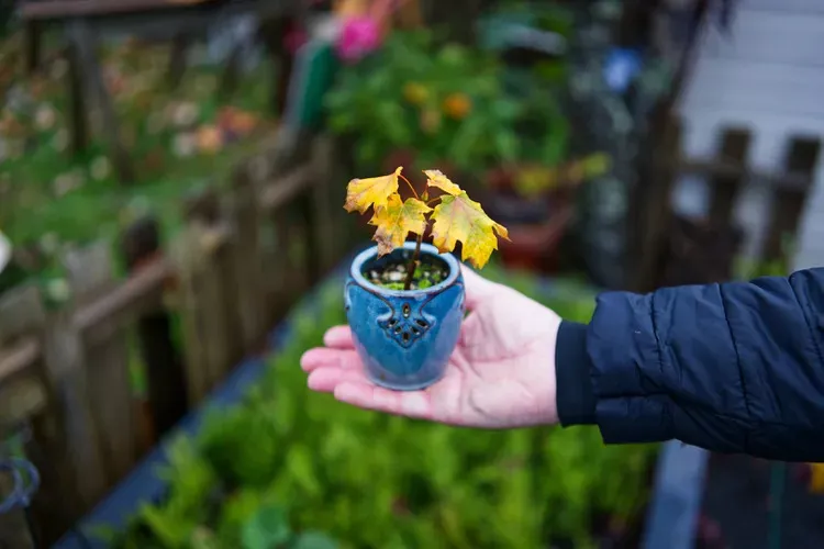 how-to-choose-containers-garden-5198107-07-1308c40c34884cbda9fcd9c86a14d827