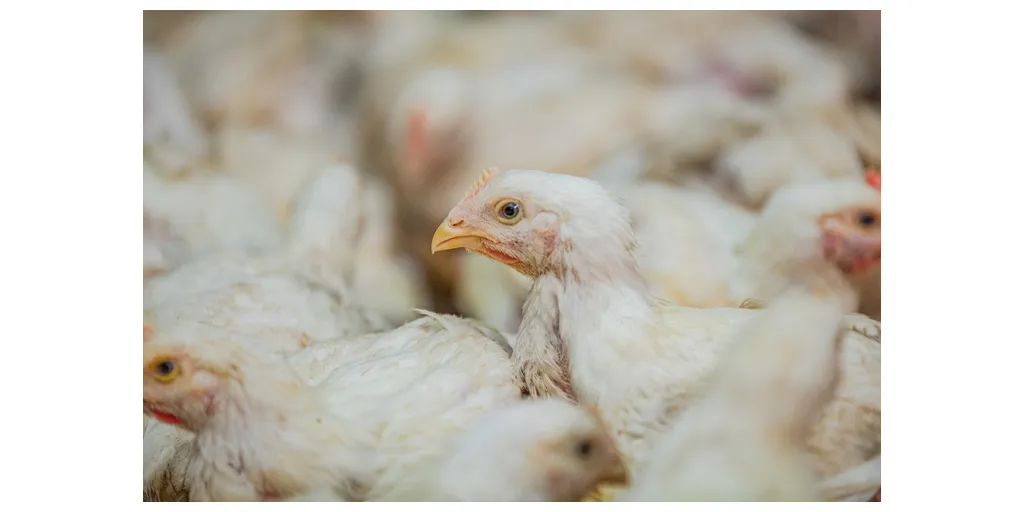 CPC_Chicken_28429-1