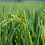 Mid Stage Rice Field