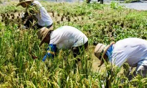 The Sustainable Restaurant Assoc